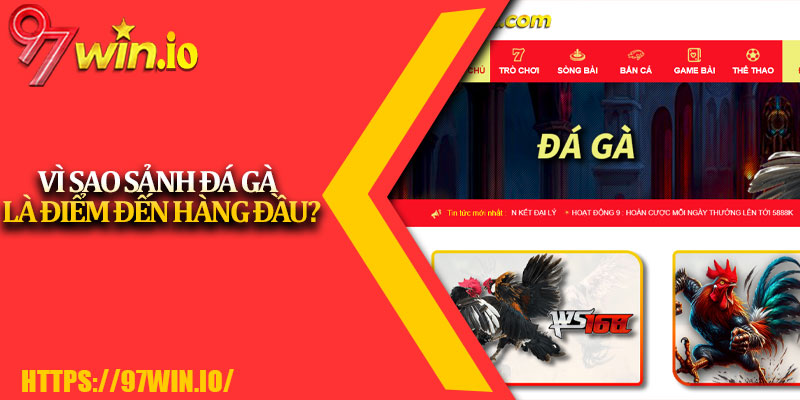 Đá Gà 97Win 3 Vì Sao Sảnh Đá Gà Là Điểm Đến Hàng Đầu?